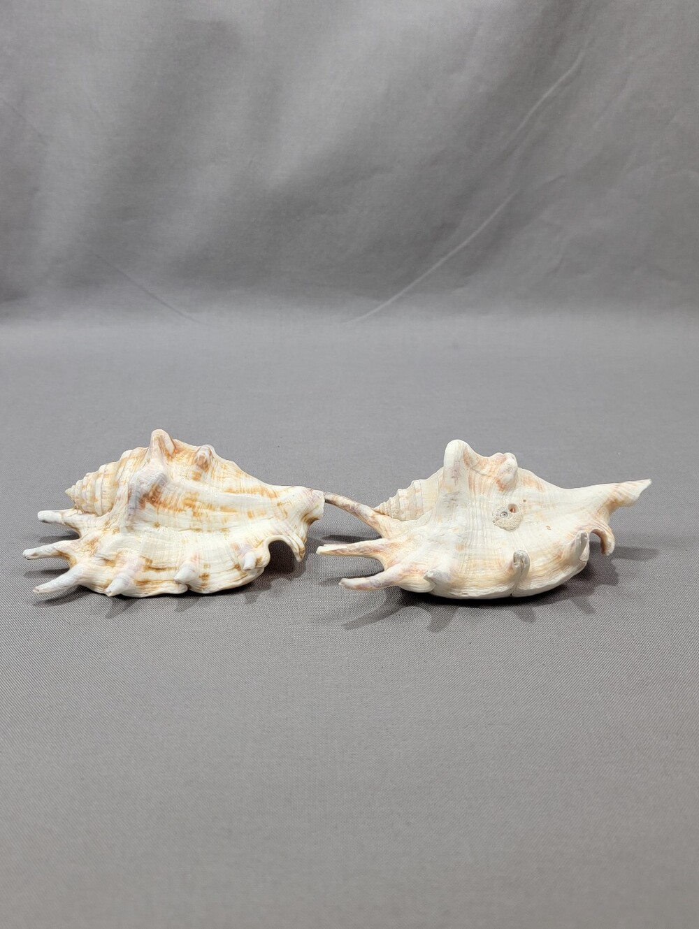 Spider Conch Shell Seashell Beach Nautical Ocean Crafts Decor Lot of 2